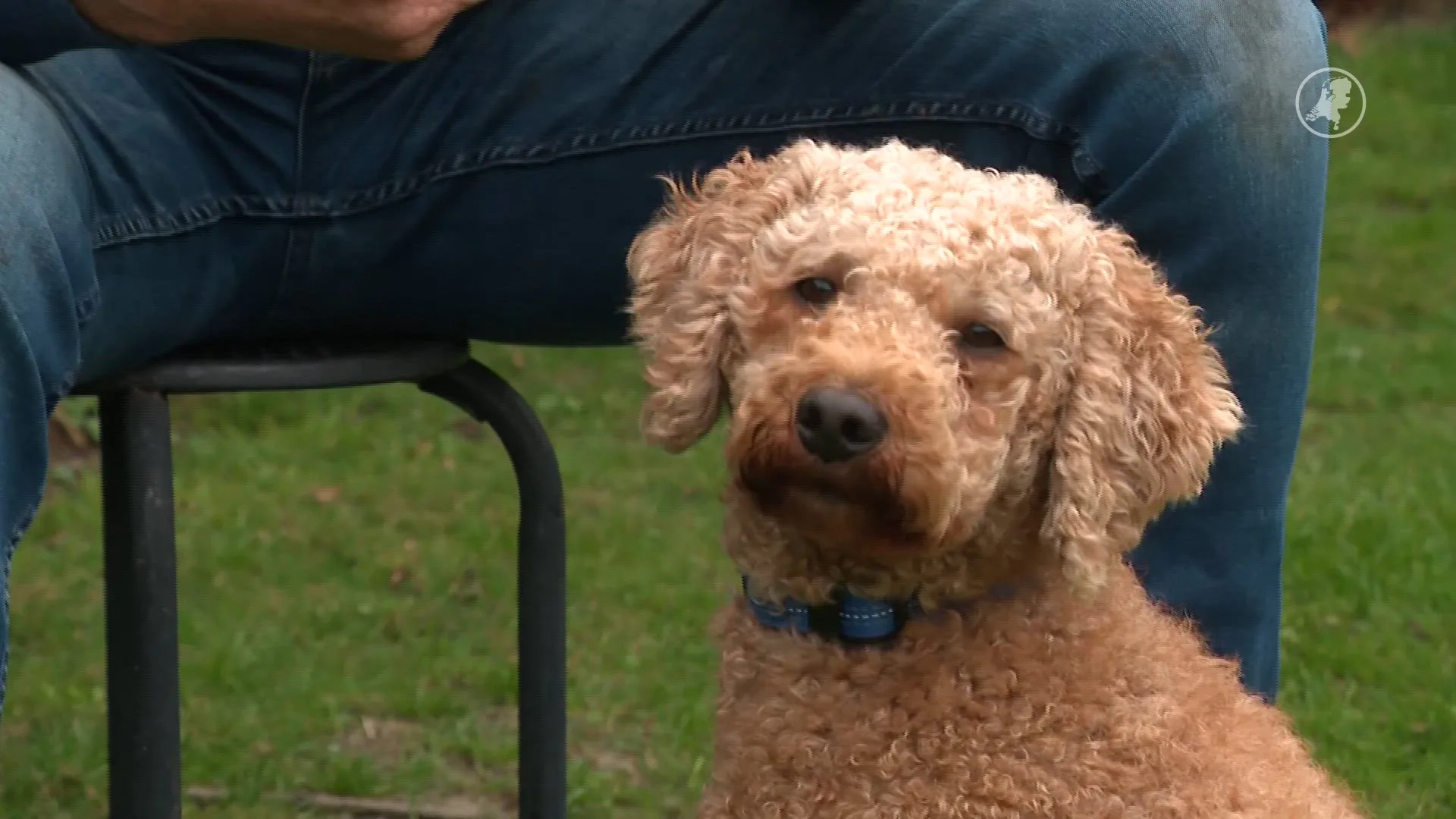 Waarom honden soms plots bijten, en wat je dan wél moet doen