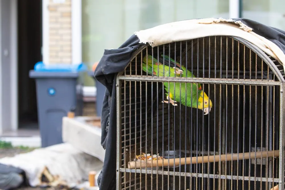 Veertig jaar oude papegaai Pino gered uit brandende woning in Eemnes