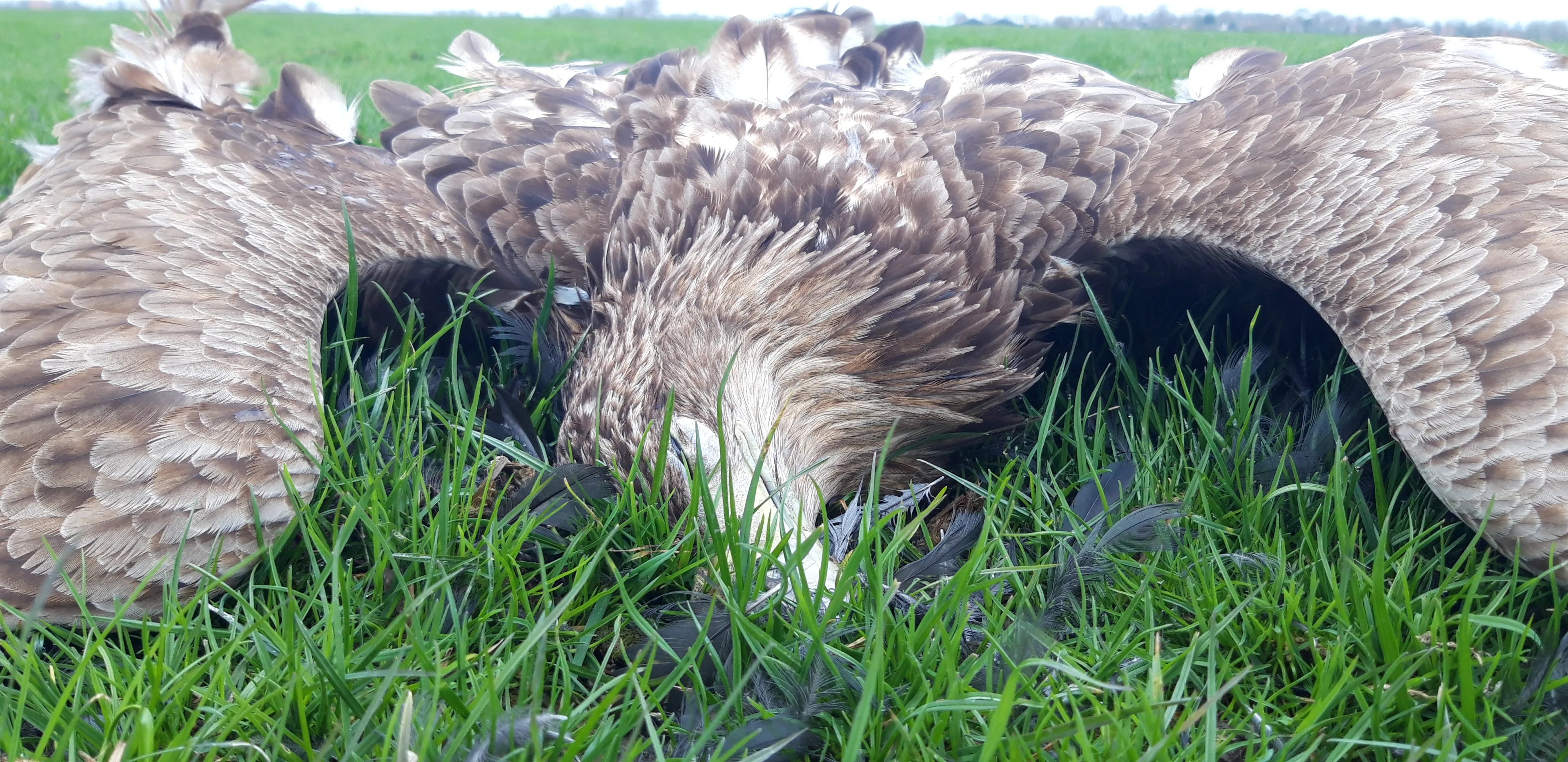 Zeearend dood door verboden gif: 'Domme pech'