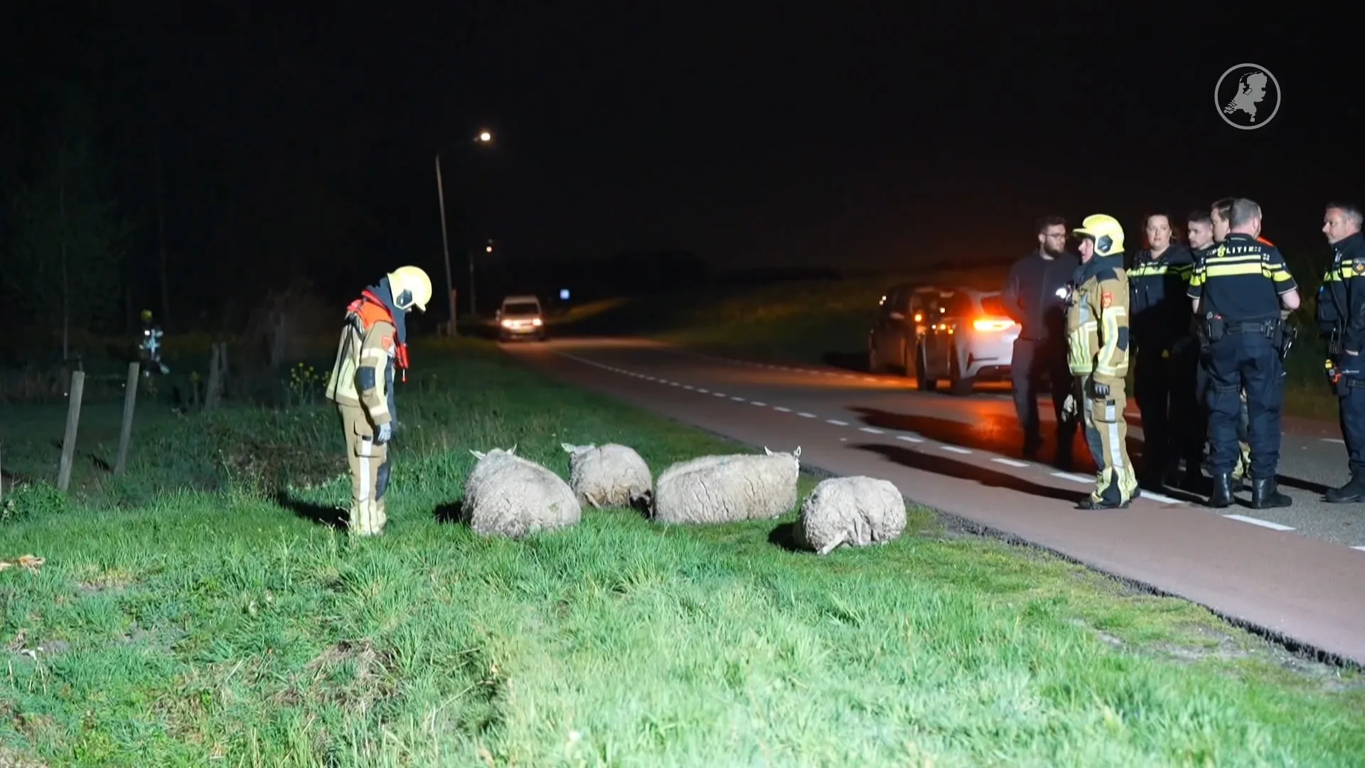 Automobilist rijdt vier schapen dood in Waalwijk