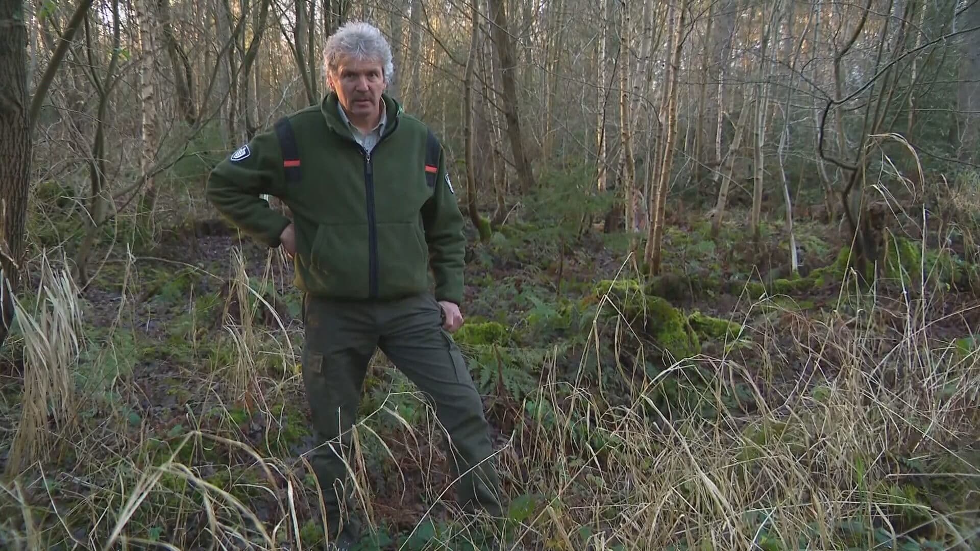 Boswachter Harco zoekt al dagen naar gedumpte hangbuikzwijntjes: 'Dumper is echt een onbenul'