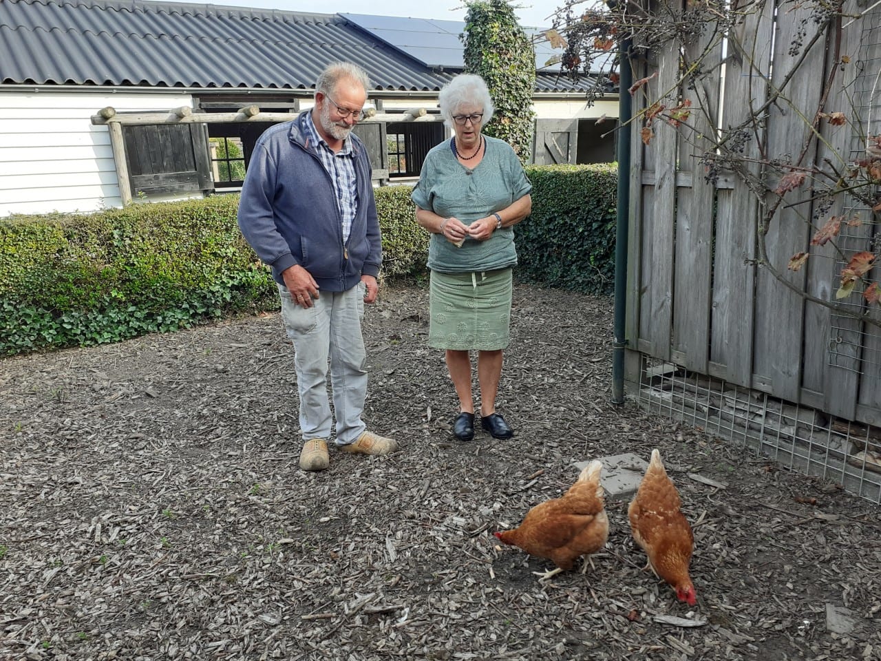 De hen van Gré werd een haan: 'Ineens begon ze te kukelen!' 