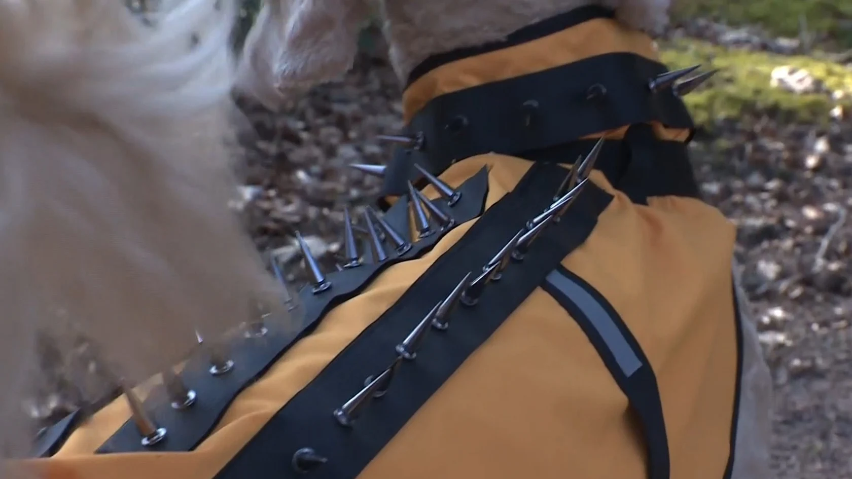 Hondenbaasje Hetty beschermt haar poedel met anti-wolvenvest tegen de wolf