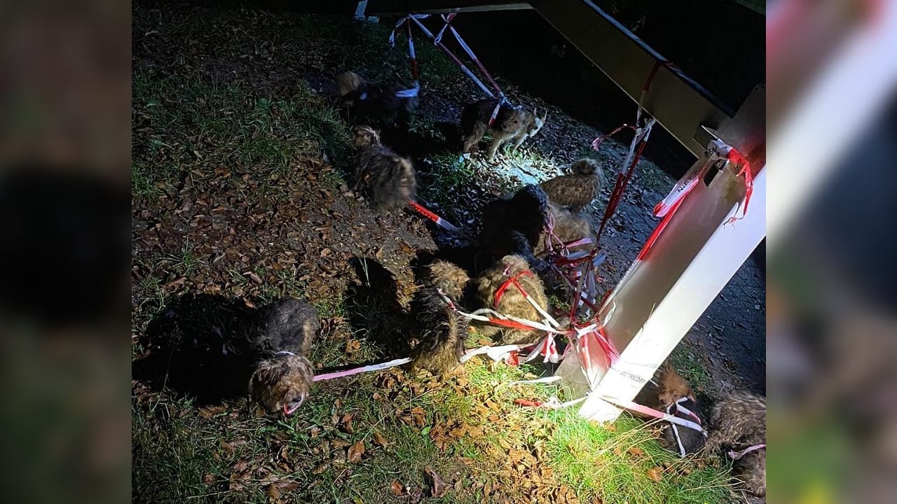 Politie vindt 16 zwaar verwaarloosde honden in Arnhem