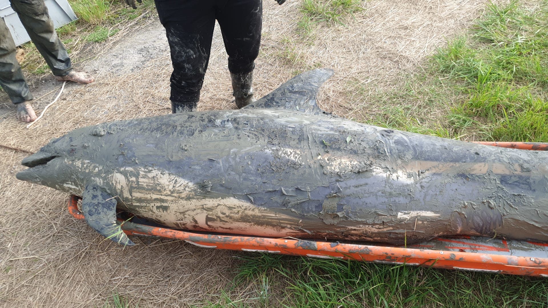 'Heel zeldzame' witflankdolfijn spoelt aan op strand in Zeeland