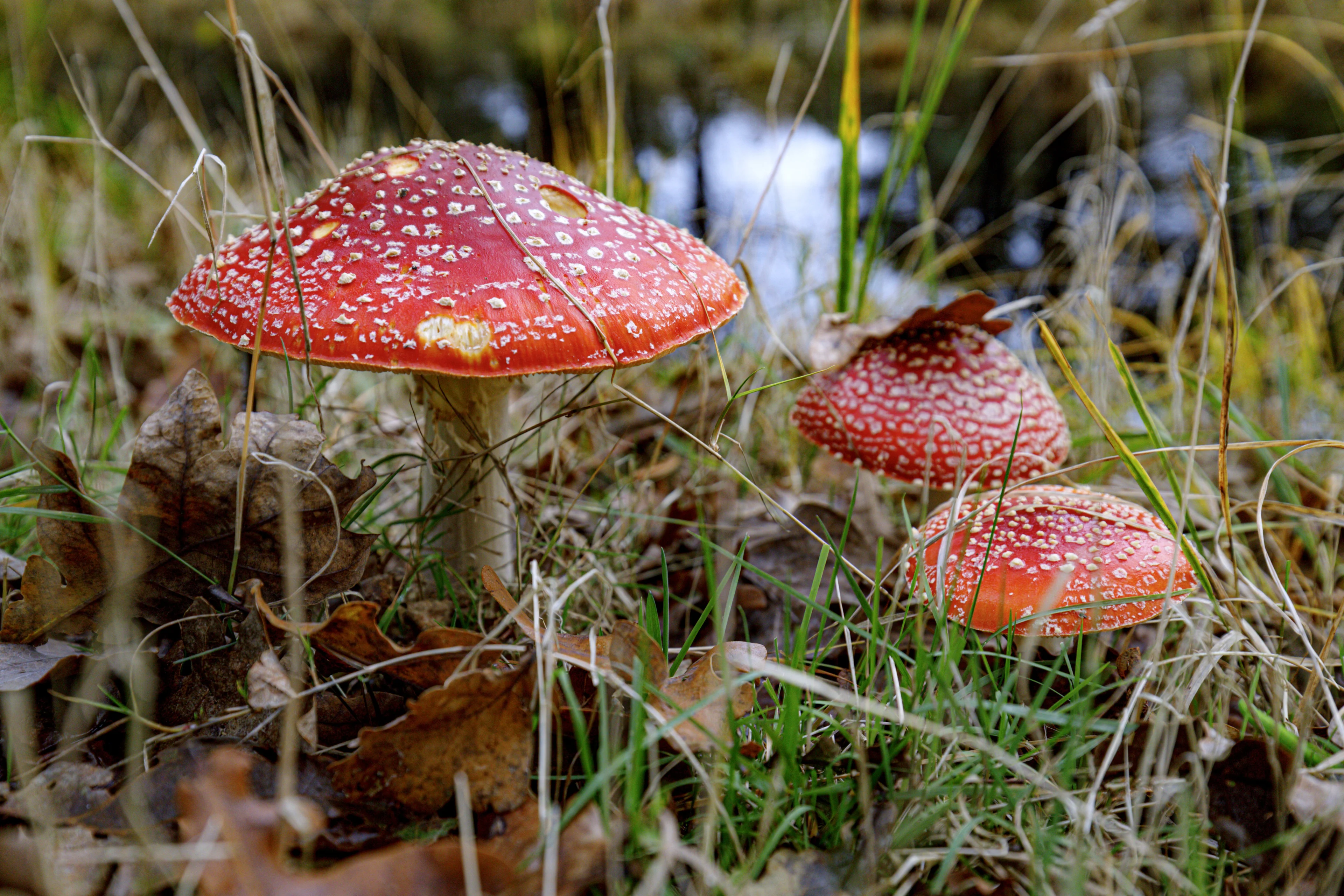 Het is gedaan met de zomerpret: herfst officieel begonnen