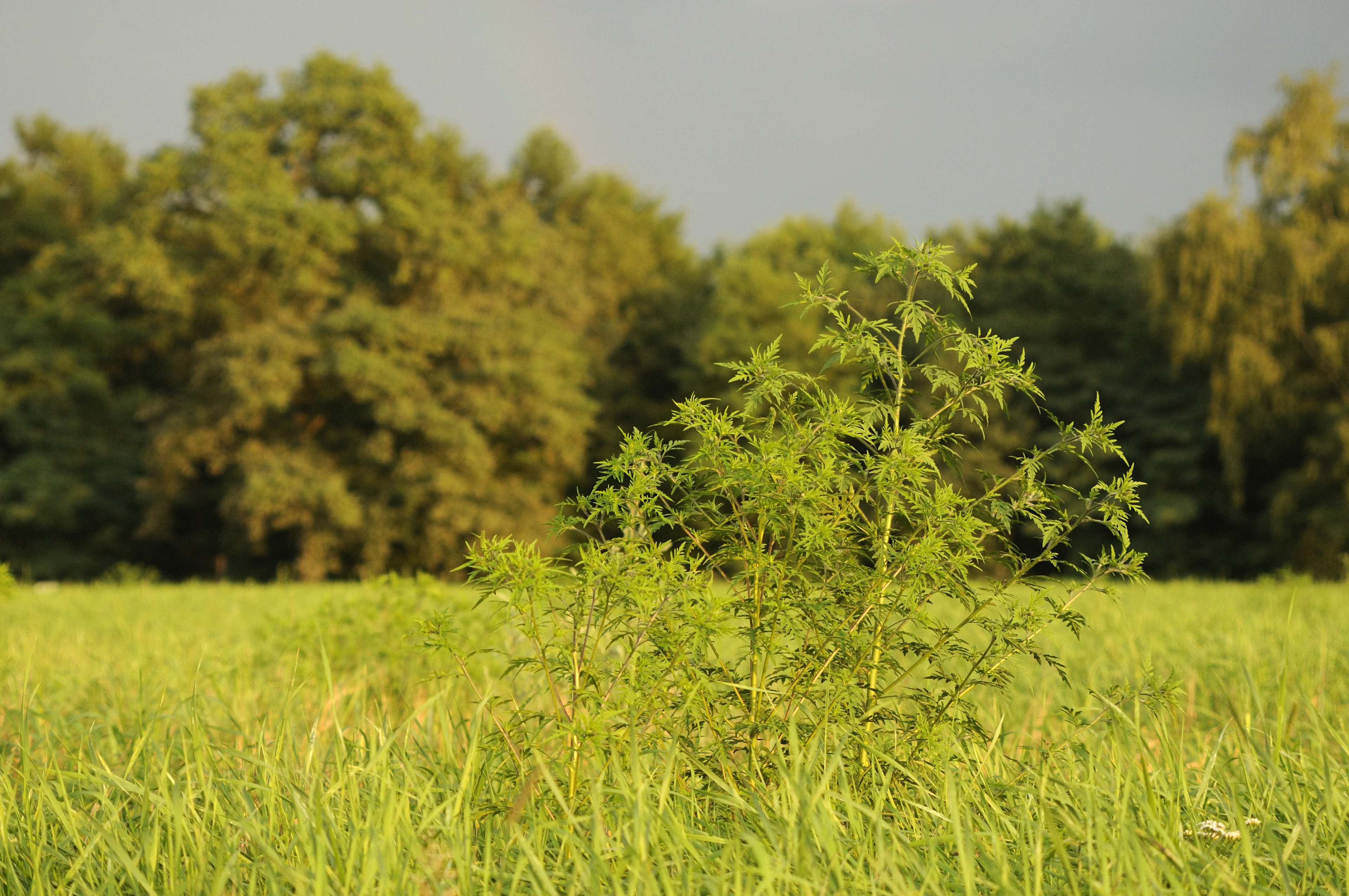 Hooikoortsseizoen voorbij? Pollen uit Polen zorgen voor niezende Nederlanders