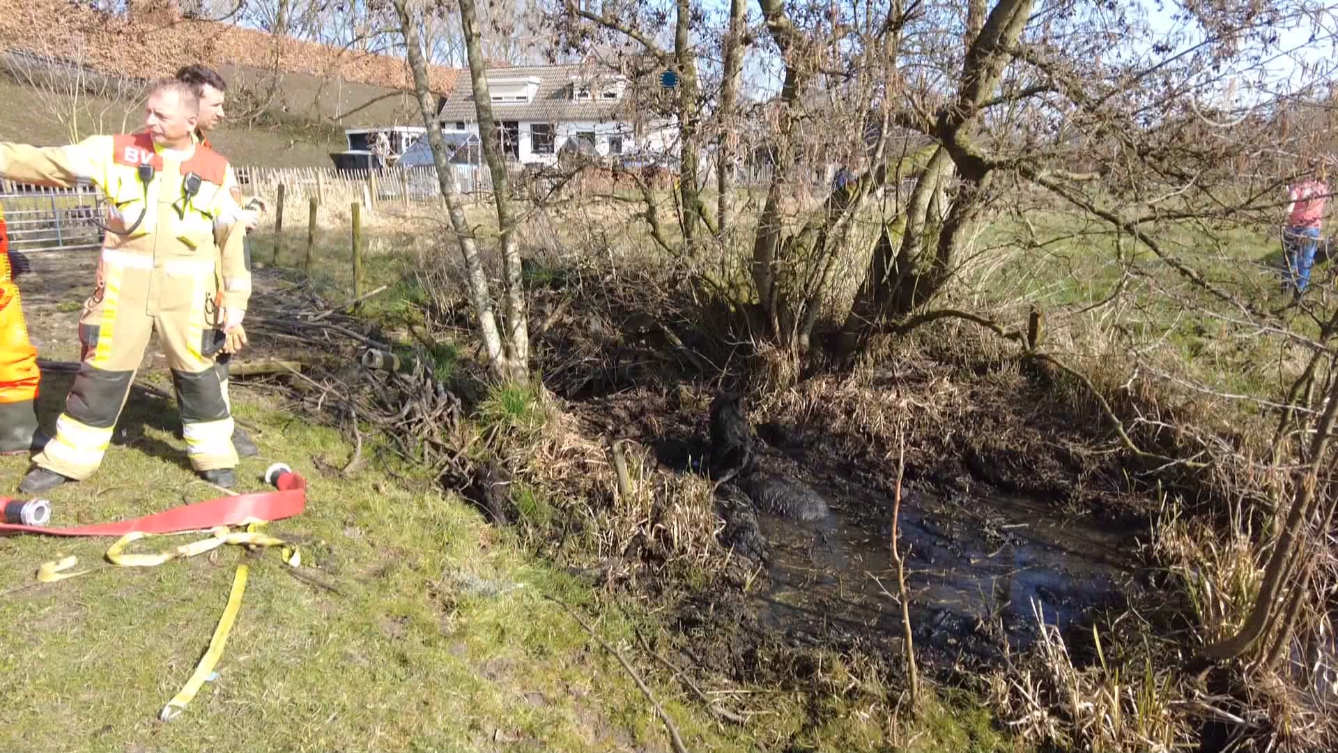 Spelende kinderen redden pony: dier zat muurvast in modder