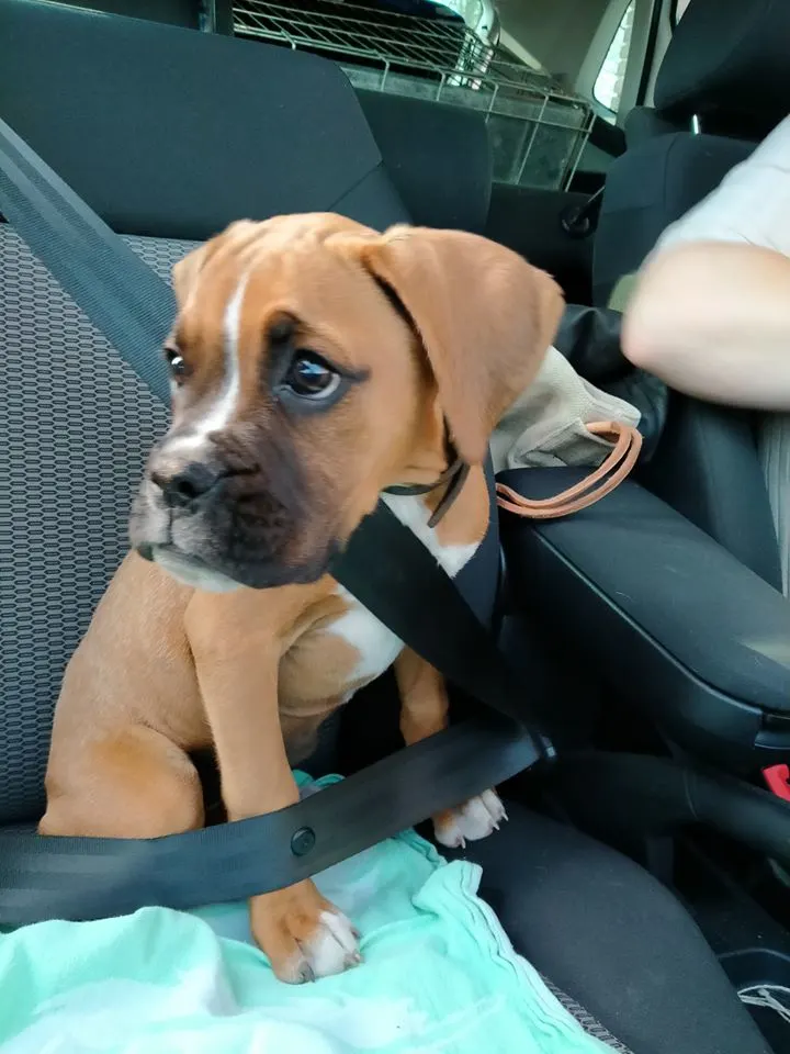 Brabantse familie machteloos: puppy Len wordt voor hun ogen gestolen