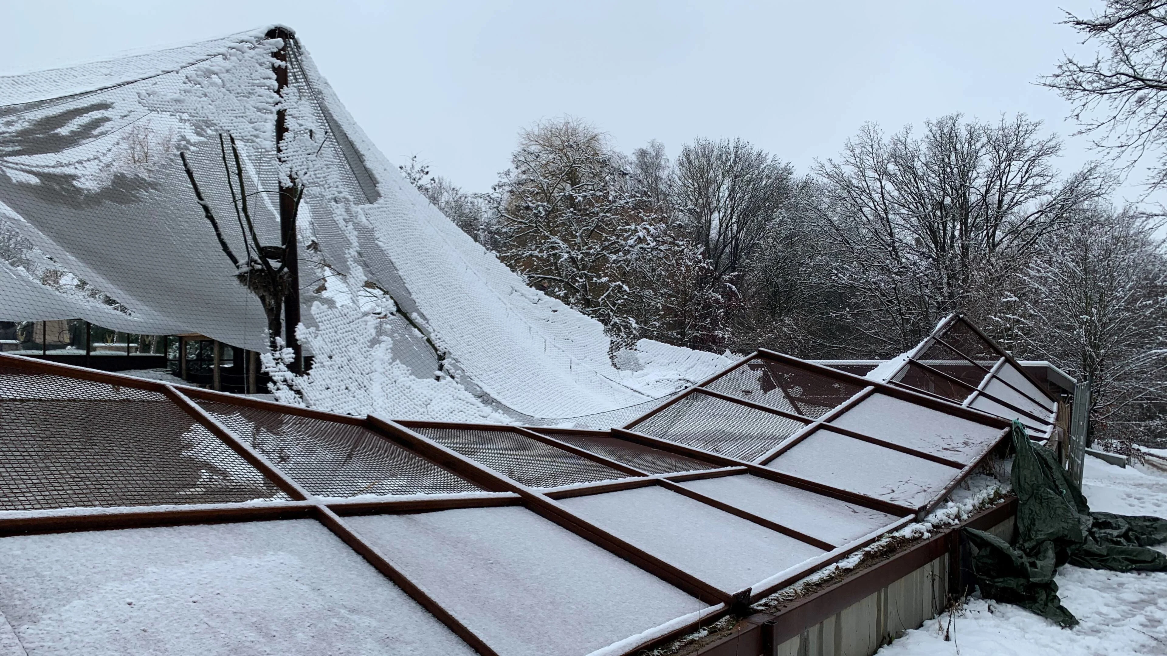 Grote schade bij GaiaZoo na sneeuwval: twee vogelverblijven onherstelbaar kapot