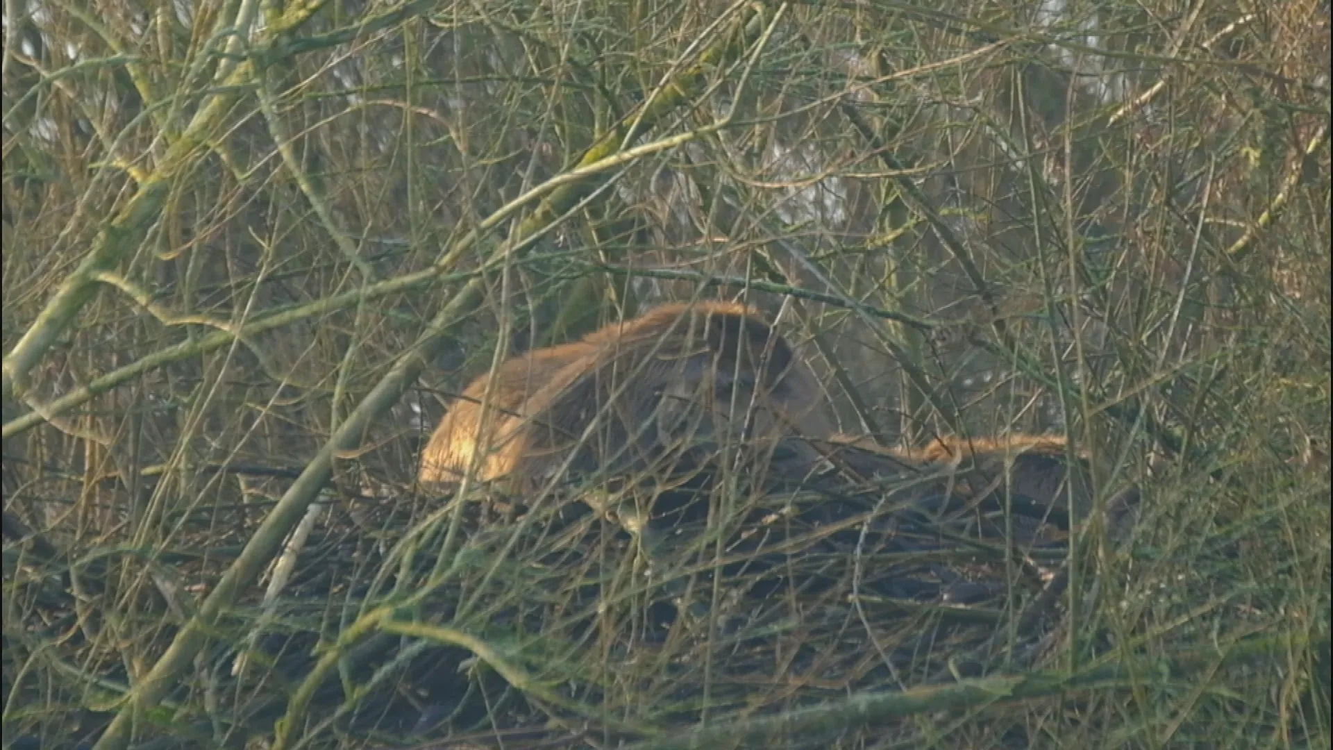 Beverfamilie in Zwolle trekt veel bekijks: 'Mooi om mee te maken'