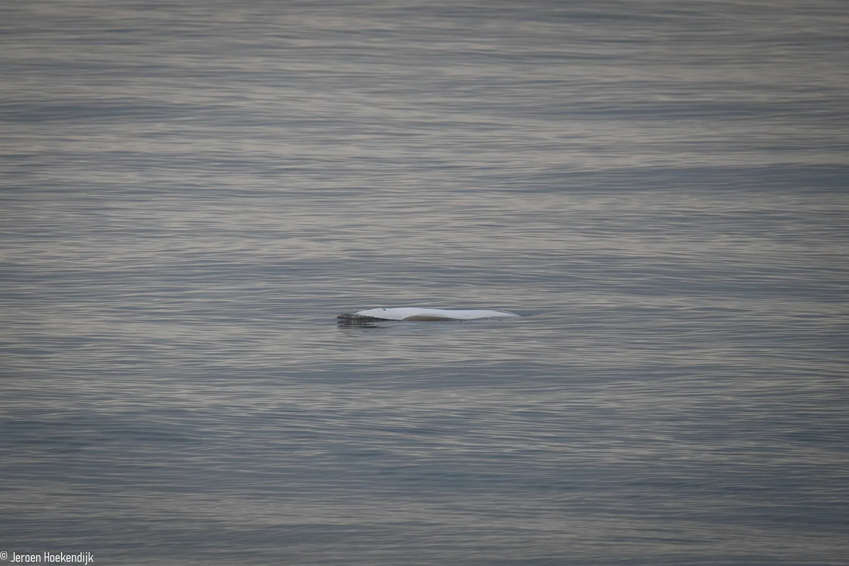 Beloega voor kust Noord-Holland in goede conditie, zorgen om bultrug