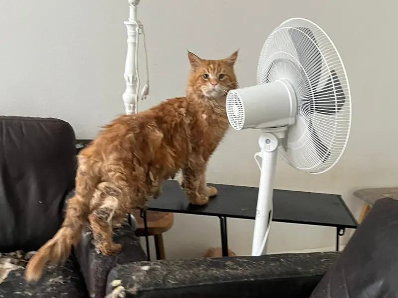 Tientallen verwaarloosde Maine Coons uit smerige woning gehaald