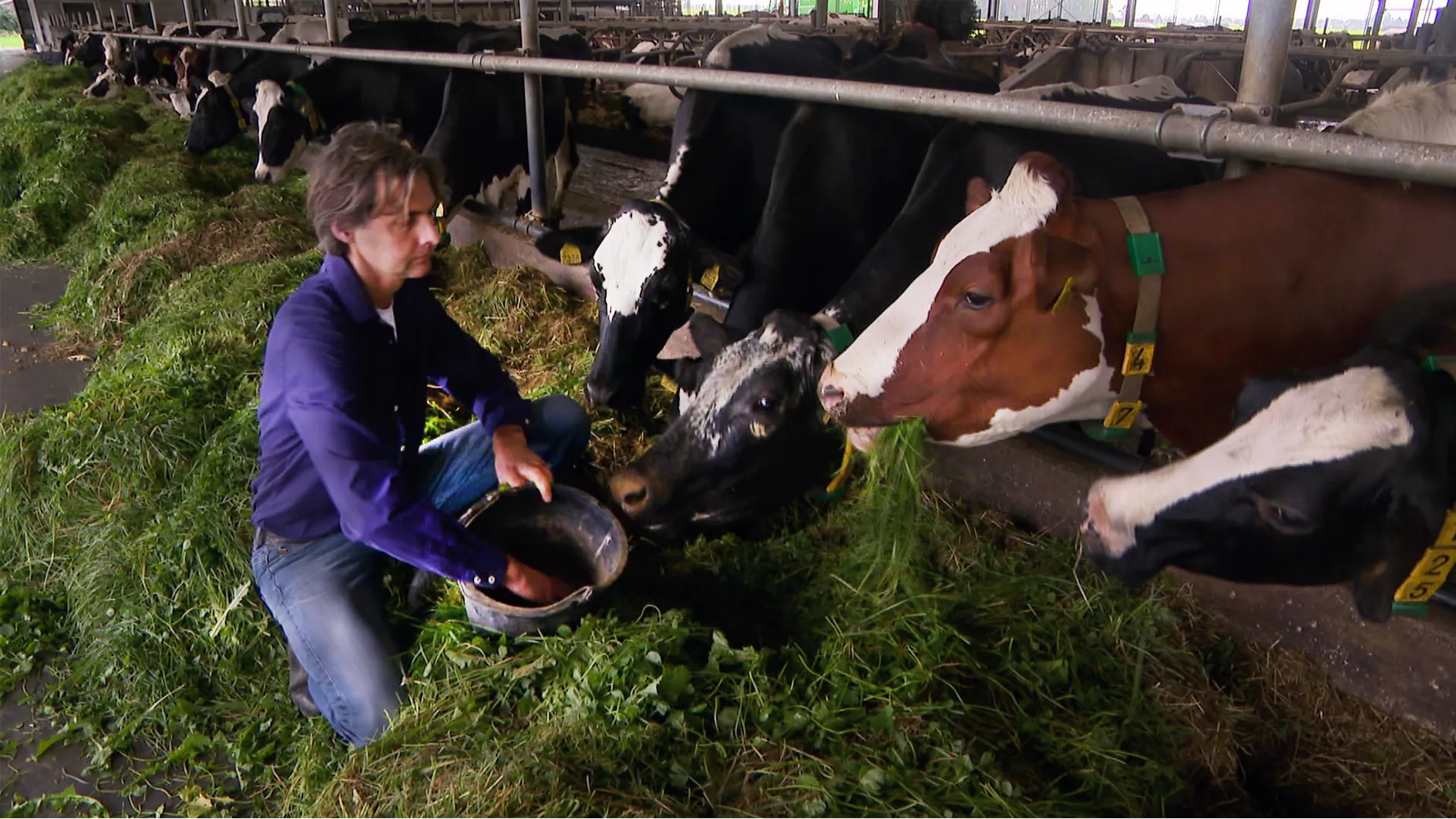 'Laf' en 'doodzonde': minister Adema stemt niet over landbouwgif glyfosaat