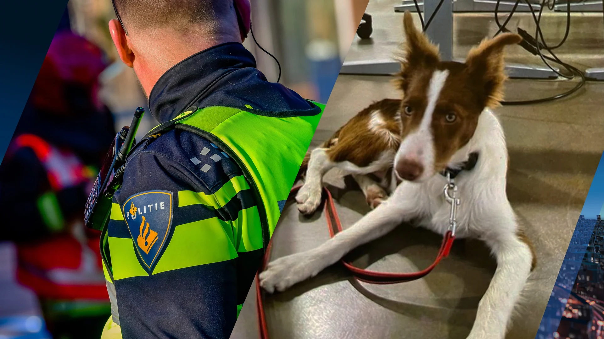 Puppy vastgebonden aan boom achtergelaten, politie zoekt eigenaar