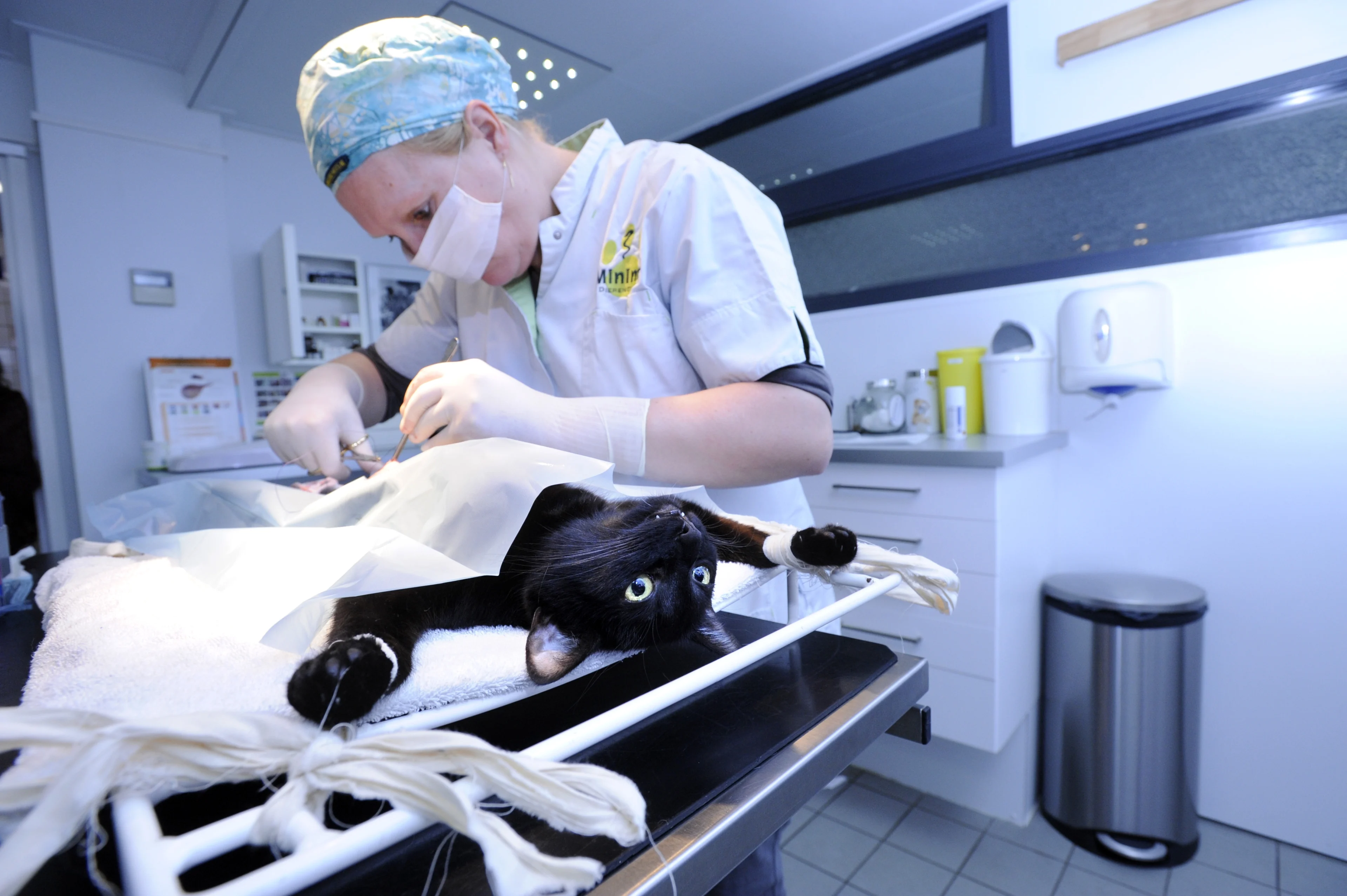 Eerste poezen succesvol gesteriliseerd met injectie in plaats van dure operatie