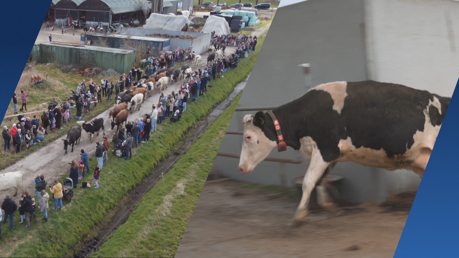 ZIEN: koeien door het dolle heen als ze voor het eerst weer naar buiten mogen