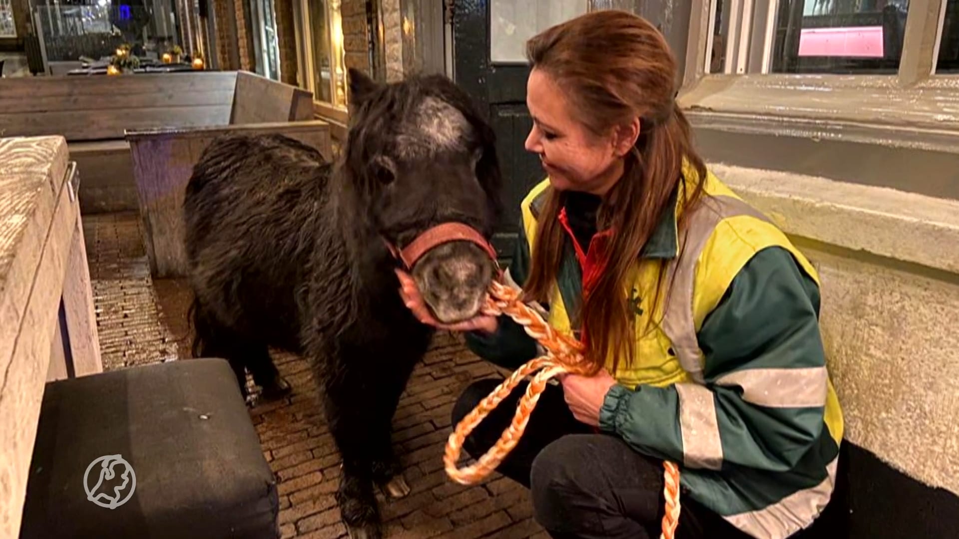 Dronken mannen dumpen gestolen pony op terras in hartje Den Bosch
