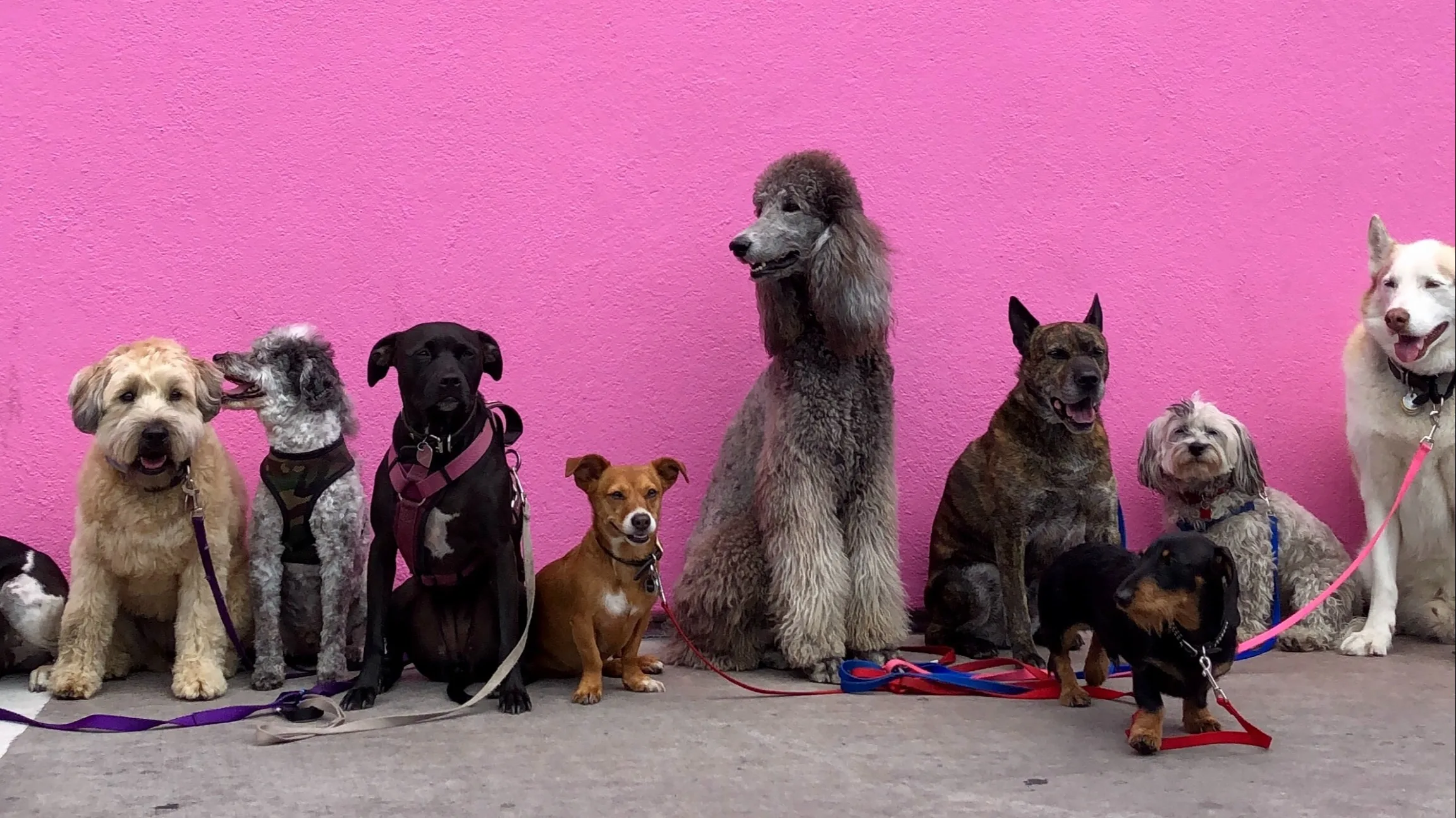 Van Max tot Doekoe en Falafel: de populairste én opvallendste namen voor honden