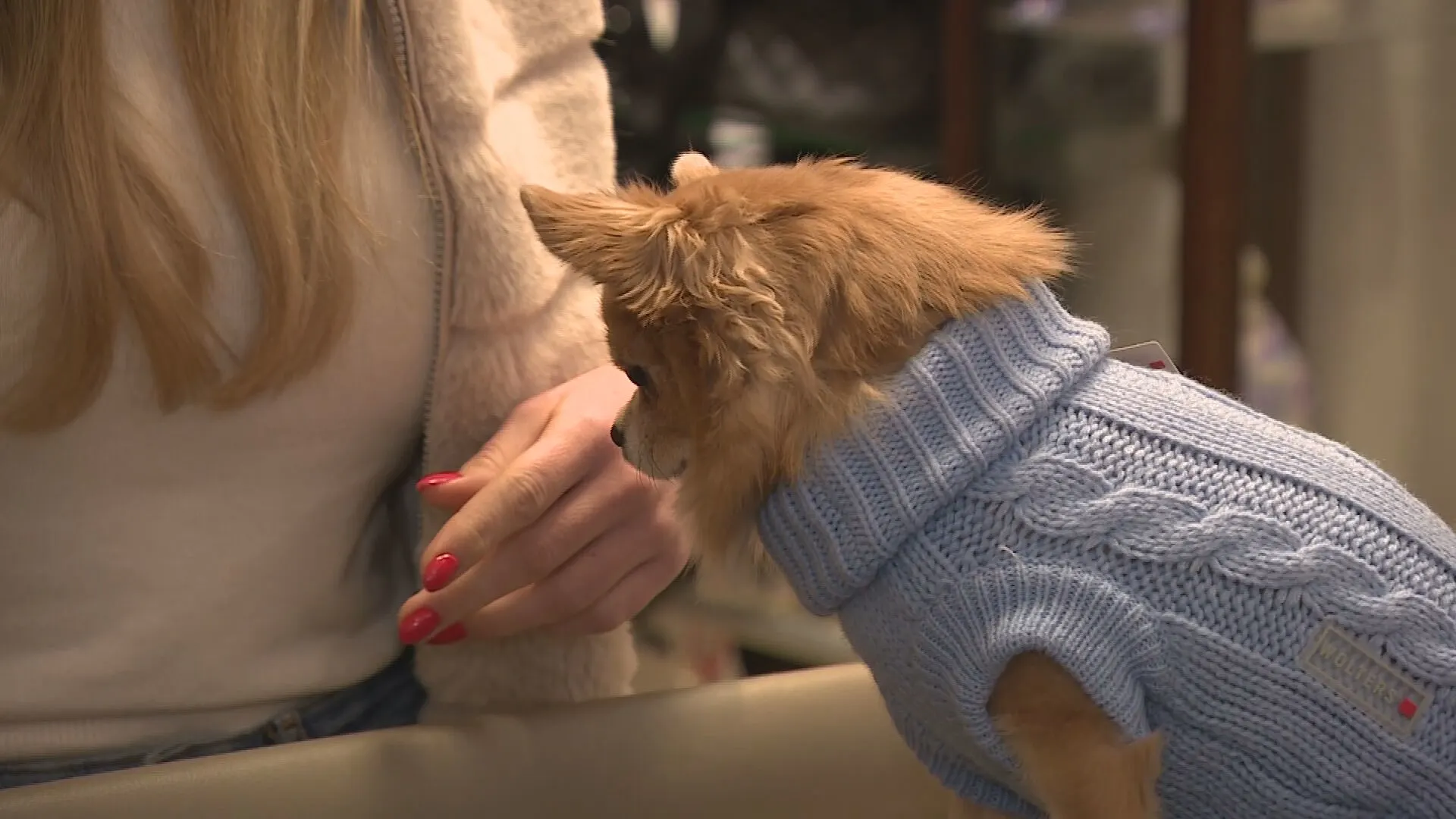Hondenjasjes zijn helemaal hot deze winter: 'Eigenlijk niet oké' 