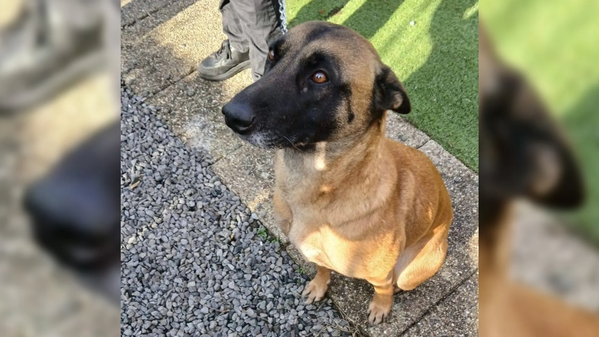 Koud en moederziel alleen: hond vastgebonden en achtergelaten in Zeeuws bos