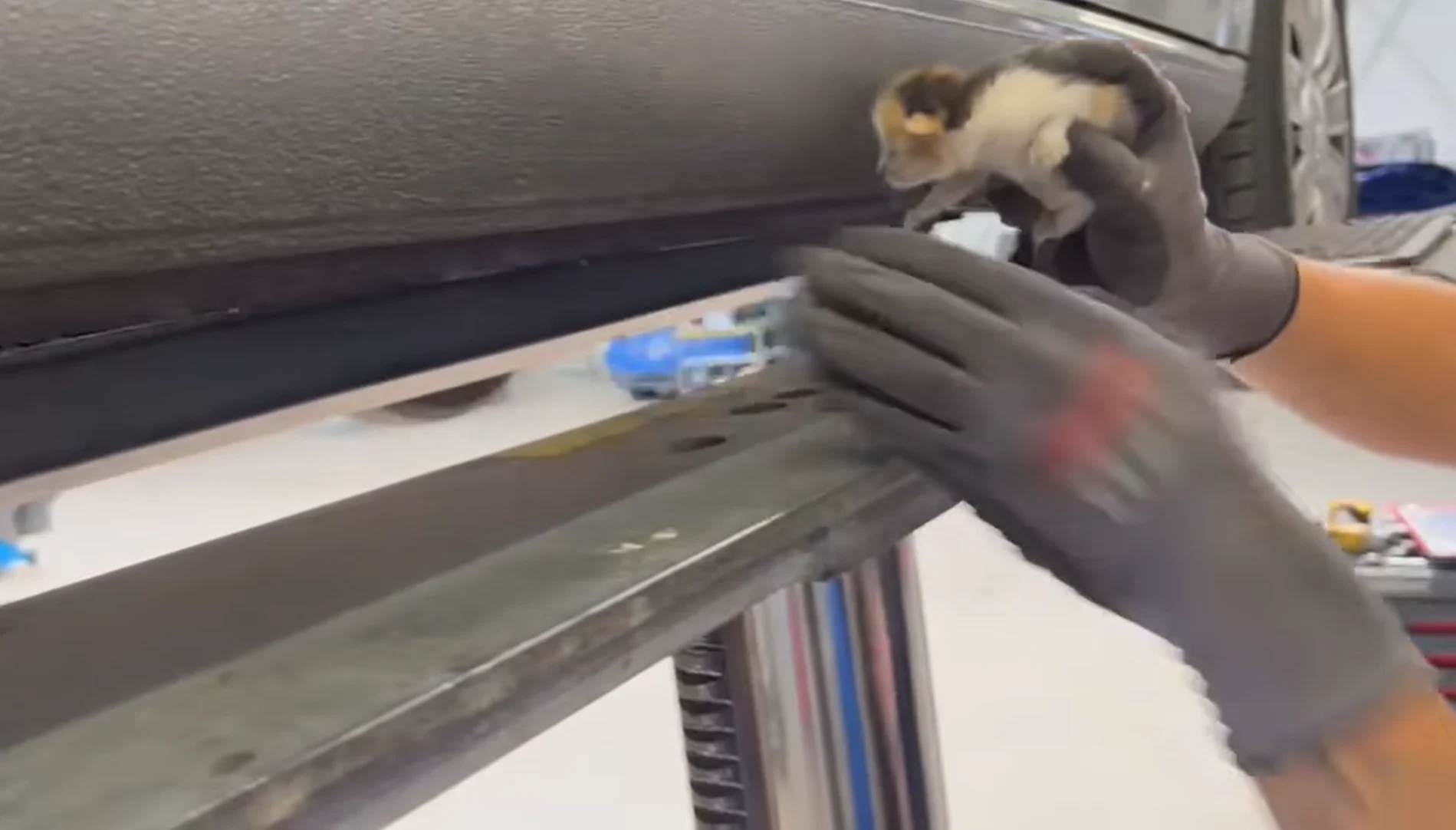 Monteurs ontdekken verstopte kitten in onderkant van auto: 'We hoorden ineens gepiep'