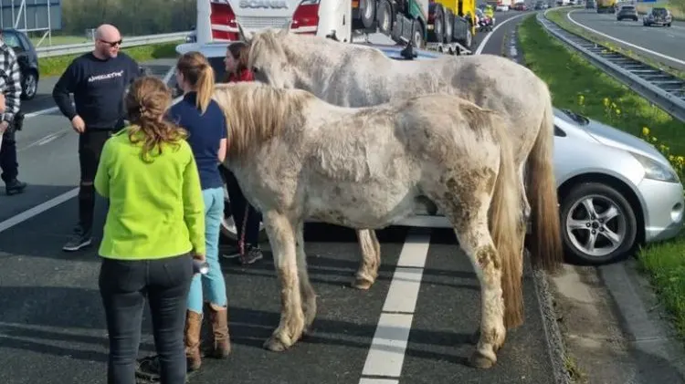 Trailer met paarden valt midden op snelweg A50 om, dierenarts rijdt toevallig langs