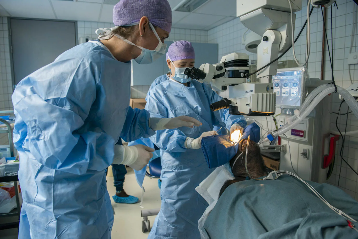 Blinde chimpansee Fiffy kan weer zien na oogoperatie door artsen van het LUMC