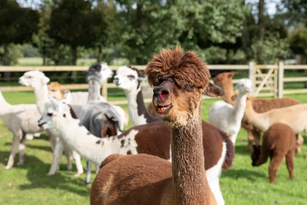 Kudde alpaca's aangevallen door honden: 'Gegil ging door merg en been'