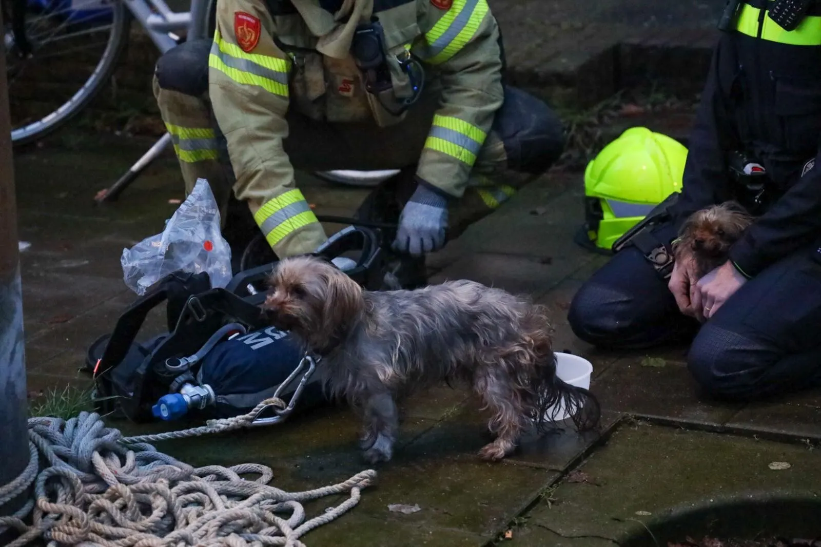 Drie honden en twee katten gered uit brandende woning in Arnhem
