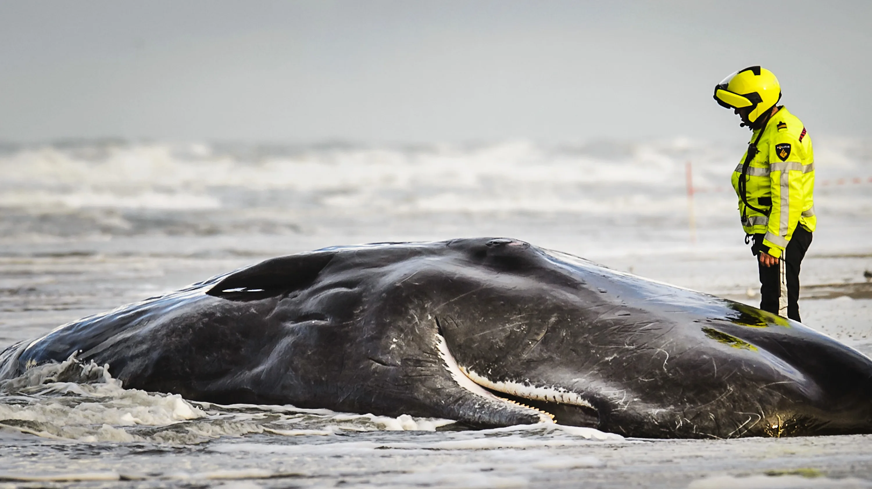 Grote potvis aangespoeld in Zeeland: dier waarschijnlijk overleden