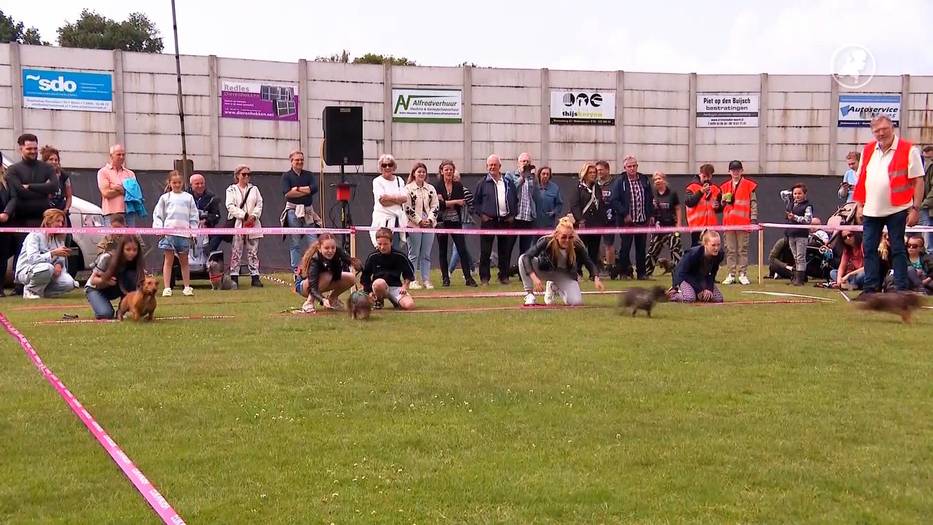 Annemieke heeft zestien teckels