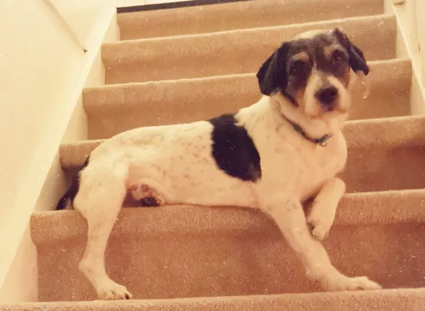 Hond Bobby schrikt van vuurwerk, rent de weg op en wordt vervolgens doodgereden