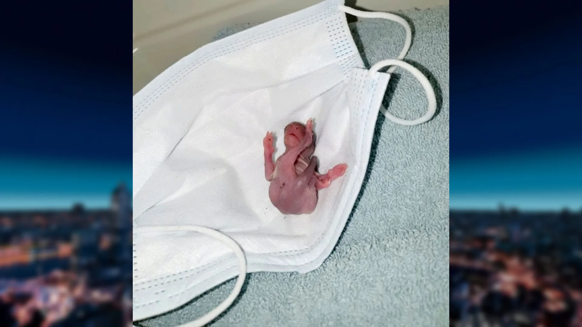 Gealarmeerde dierenambulance staat voor raadsel: wat is dit voor beestje?