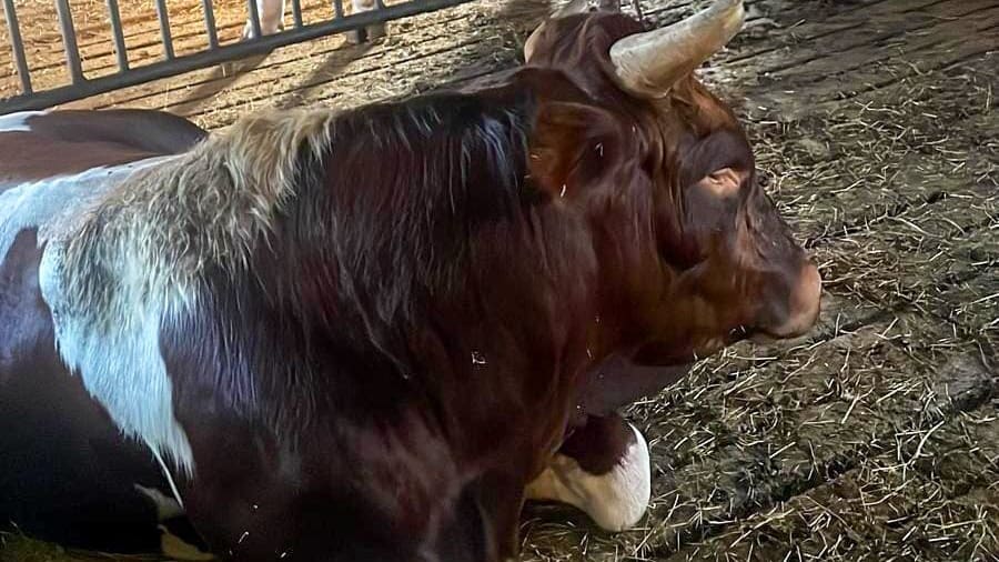 Losgebroken gevaarlijke stier krijgt heimwee, gaat zelf terug naar stal