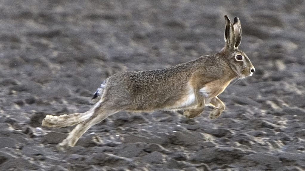 Politie doet lugubere vondst: haas opengesneden, man aangehouden