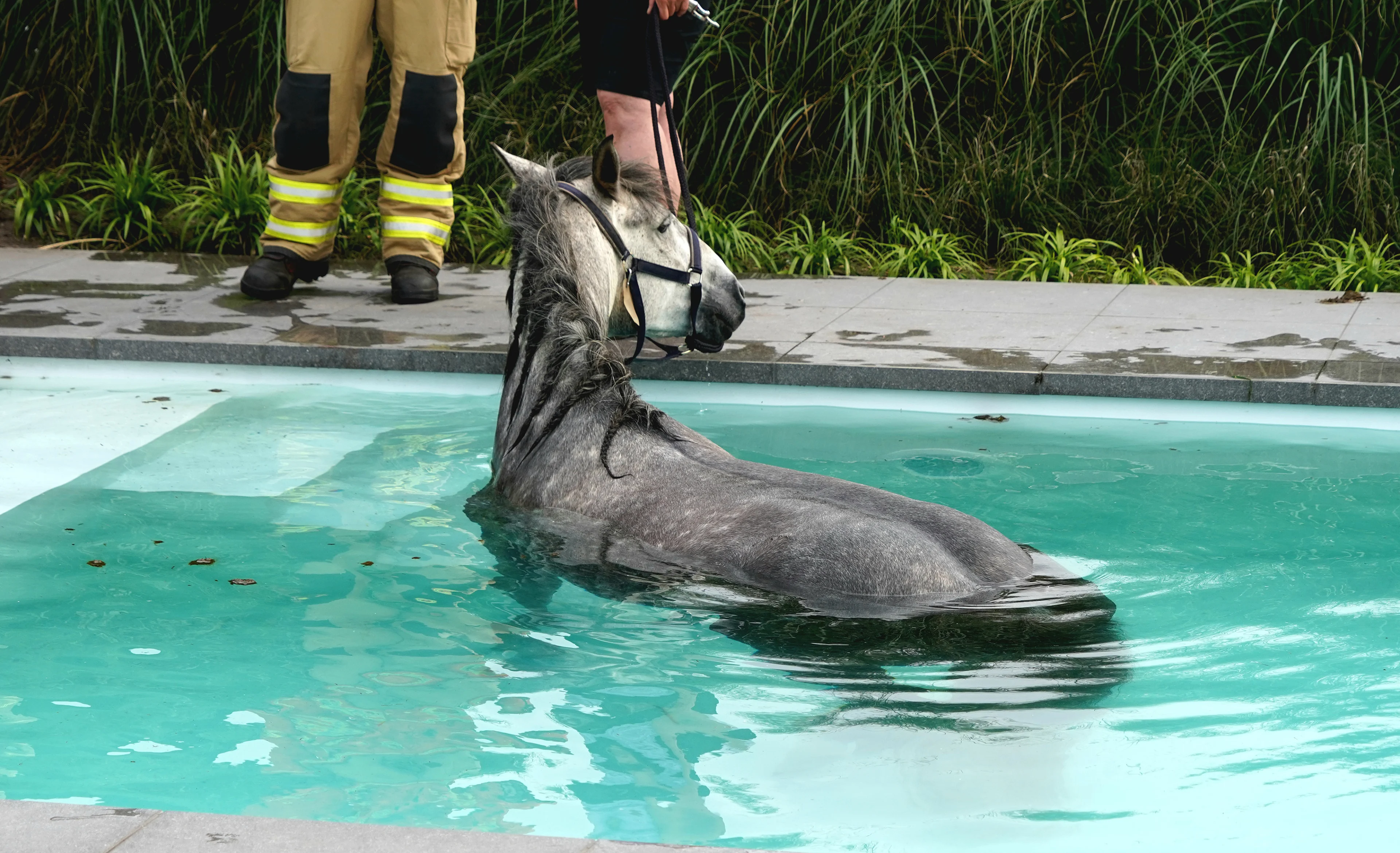 Paard neemt onverwachte duik in zwembad in Hollandscheveld