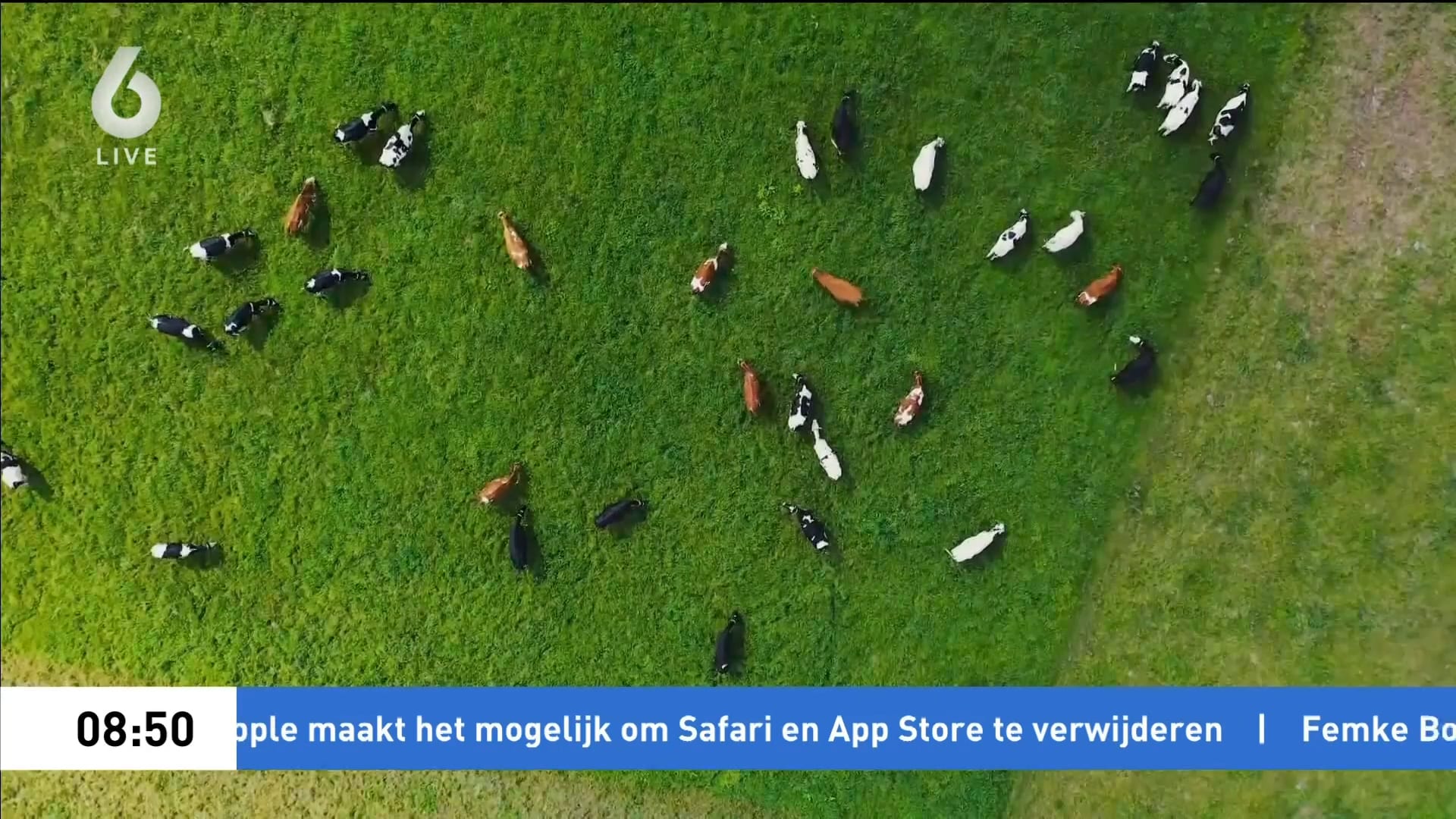 Wandelaar (67) overlijdt na aanval door kudde koeien in Spaubeek