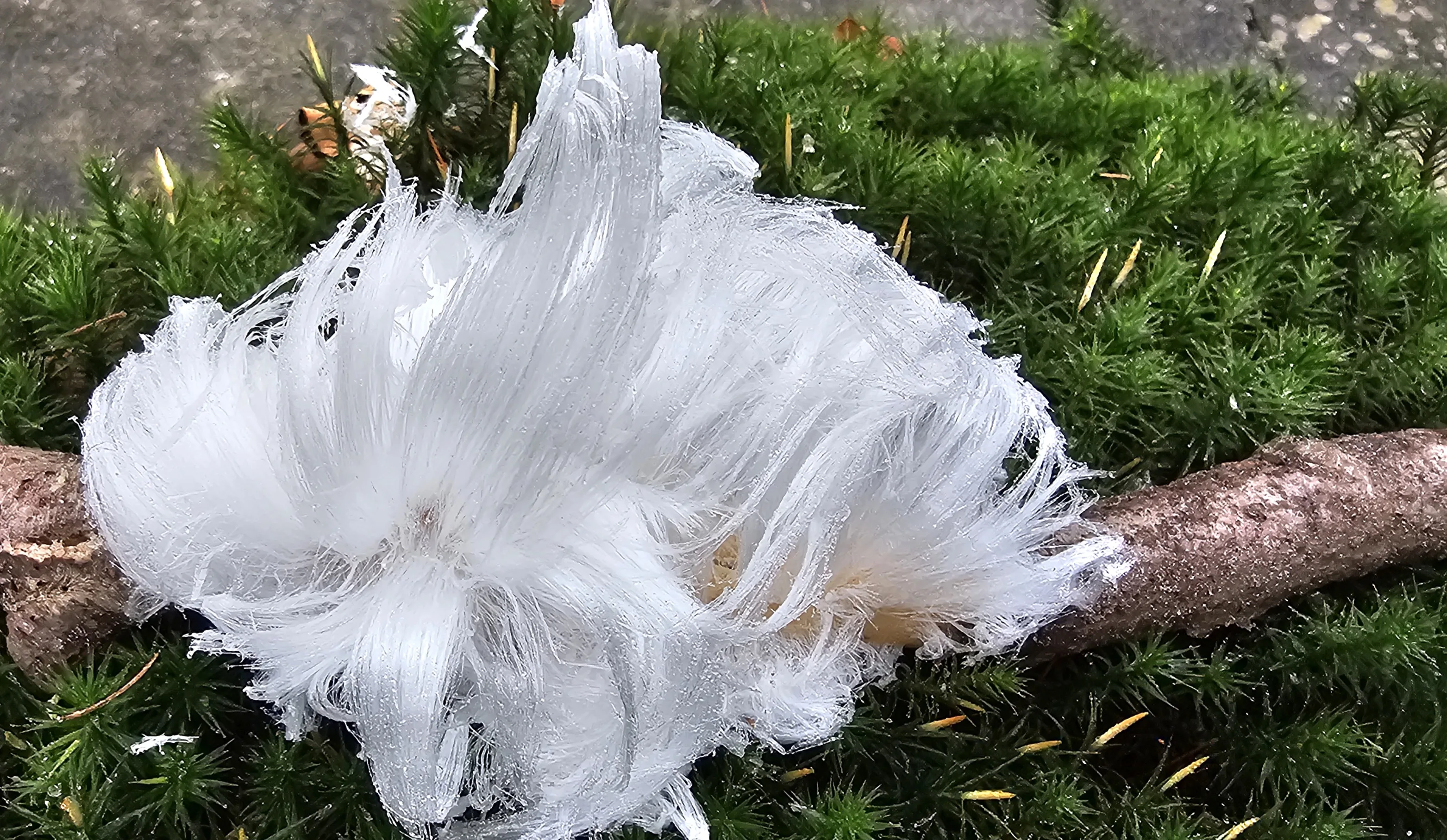 Winterpracht in het bos: dit is het bijzondere 'ijshaar' op boomstammen