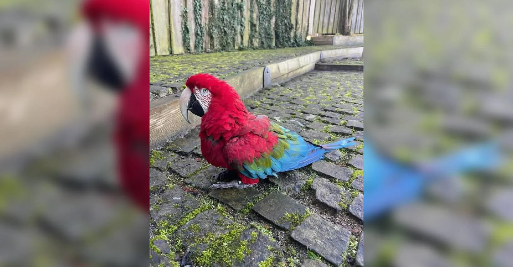Vogelpark Avifauna zoekt met spoed verdwenen groenvleugelara