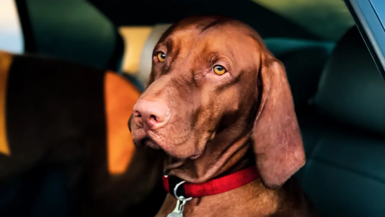 Dierenpolitie krijgt meerdere meldingen van dieren in hete auto's