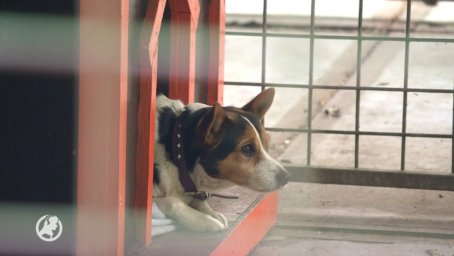 Els vangt huisdieren op van overleden baasjes en haar opvang zit nu stampvol