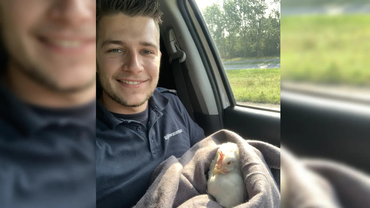 Weginspecteur Bob redt kip van snelweg en maakt selfie