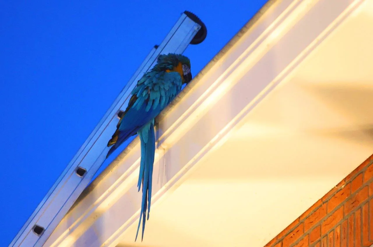 Ontsnapte ara ter waarde van 1500 euro gevangen door brandweer