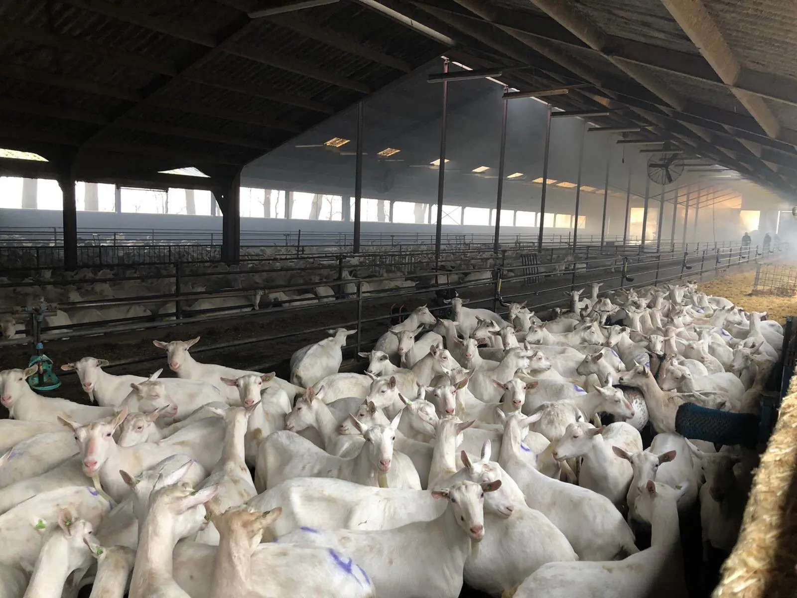 Duizenden geiten gered bij stalbrand in Dongen