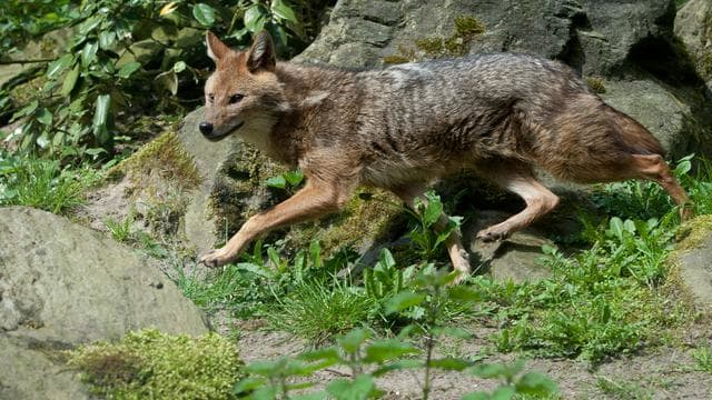 Goudjakhals valt voor het eerst schapen aan in Nederland