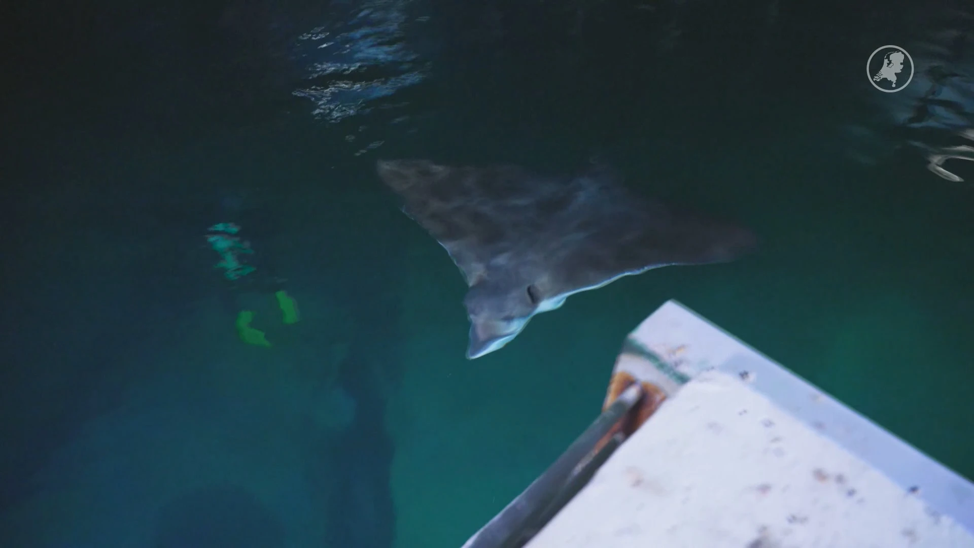 Arnhemse adelaarsrog krijgt nieuw thuis in Frans topaquarium