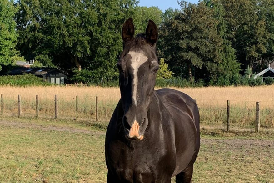 Beloning voor gouden tip in zaak verminkt paard Luc: al duizenden euro's opgehaald