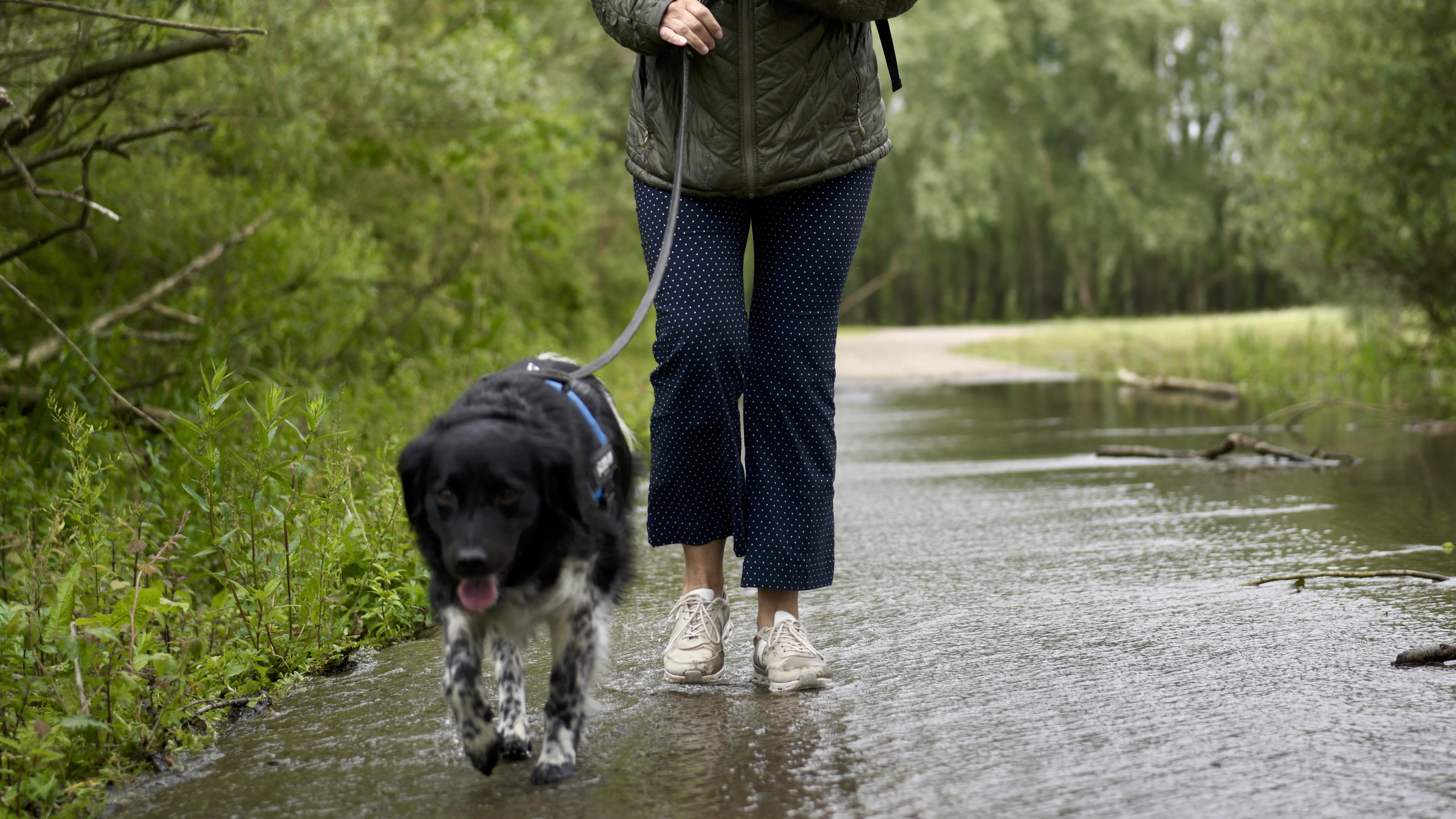 Man valt vrouw en hond aan in Dordrecht, verdachte voortvluchtig