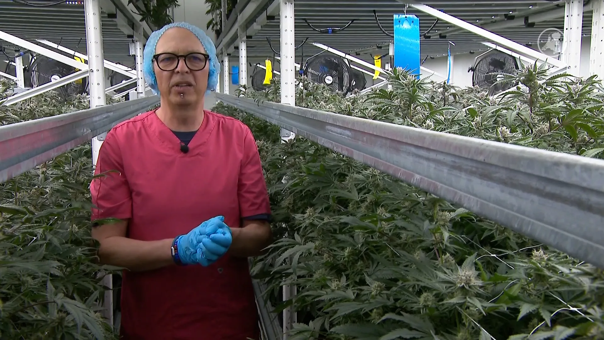 Wietproef écht van start: is legale cannabis een verbetering?